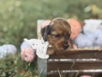 Long hair Red dapple, a female Miniature Dachshund for sale in Nashville, AR – 3 of 6