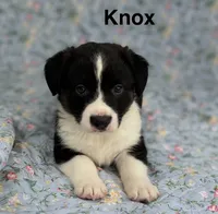 Knox, a male Cardigan Welsh Corgi for sale in Nashville, AR – 4 of 9