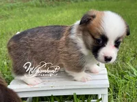 TC sable , a male Pembroke Welsh Corgi for sale in Nashville, AR – 2 of 3