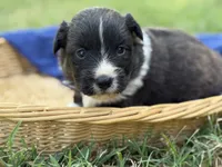 Brindle fluff , a male Cardigan Welsh Corgi and Pembroke Welsh Corgi for sale in Nashville, AR – 3 of 4