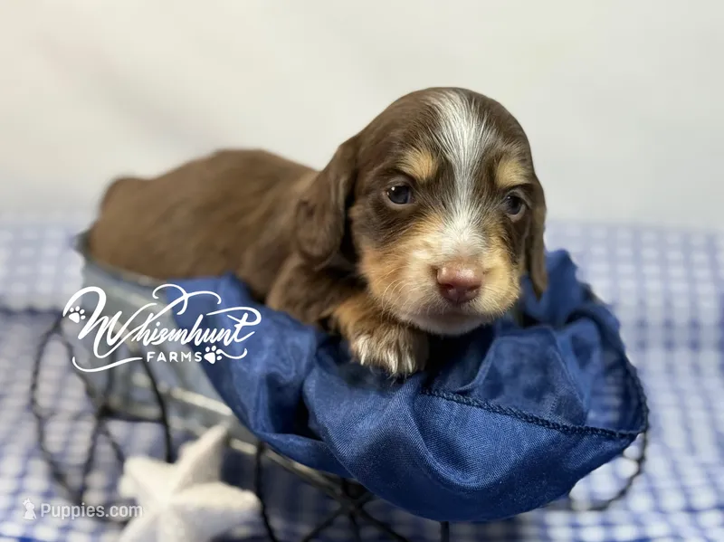Choc n cream Boy AKC – Miniature Dachshund puppy for sale in Nashville, AR