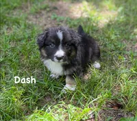 Dash- fluffy, a male Cardigan Welsh Corgi for sale in Nashville, AR – 6 of 10