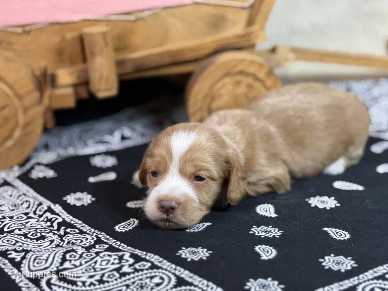 SILKY Red girl – Miniature Dachshund puppy for sale in Nashville, AR
