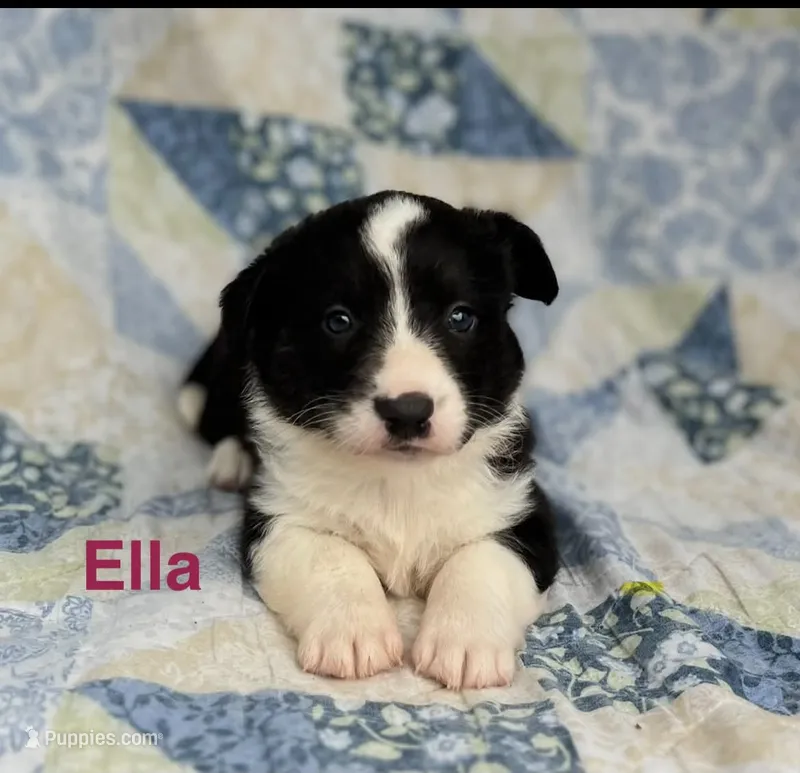 Ella – Cardigan Welsh Corgi puppy for sale in Nashville, AR