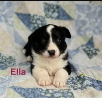 Ella, a male Cardigan Welsh Corgi for sale in Nashville, AR – 5 of 10