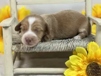 SILKY Red girl, a female Miniature Dachshund for sale in Nashville, AR – 2 of 6