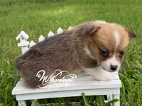 TC Boy , a male Pembroke Welsh Corgi for sale in Nashville, AR – 2 of 2