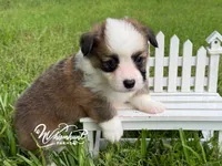 Fluffy Sable Boy, a male Pembroke Welsh Corgi for sale in Nashville, AR – 2 of 3