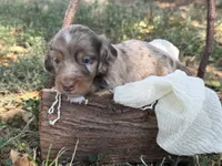Chocolate Dapple , a male Miniature Dachshund for sale in Nashville, AR – 2 of 4