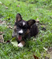 Dash- fluffy, a male Cardigan Welsh Corgi for sale in Nashville, AR – 10 of 10