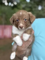 Live brindle , a male Cardigan Welsh Corgi and Pembroke Welsh Corgi for sale in Nashville, AR – 9 of 10