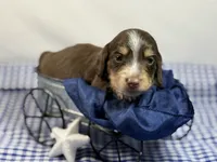 Choc n cream Boy AKC, a male Miniature Dachshund for sale in Nashville, AR – 5 of 8