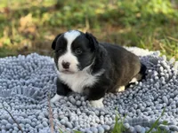 Jasper~ Fluffy, a male Cardigan Welsh Corgi for sale in Nashville, AR – Photo 3 of 4