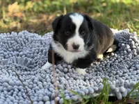 Jasper~ Fluffy, a male Cardigan Welsh Corgi for sale in Nashville, AR – Photo 2 of 4