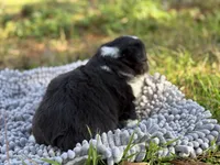 Jasper~ Fluffy, a male Cardigan Welsh Corgi for sale in Nashville, AR – Photo 4 of 4