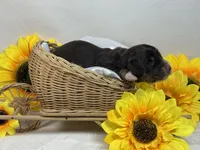 Chocolate girl, a female Miniature Dachshund for sale in Nashville, AR – 4 of 5