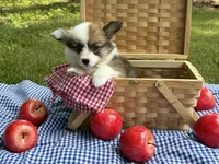 Fluffy Sable girl, a female Pembroke Welsh Corgi for sale in Nashville, AR – 7 of 10