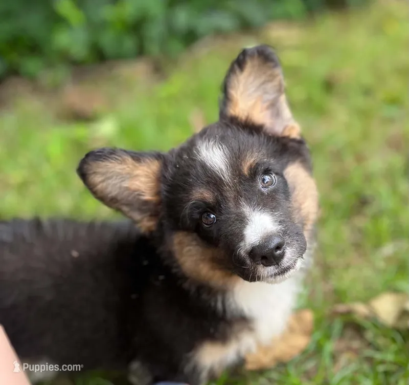 Dash- fluffy – Cardigan Welsh Corgi puppy for sale in Nashville, AR