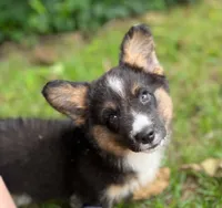 Dash- fluffy, a male Cardigan Welsh Corgi for sale in Nashville, AR – 2 of 10
