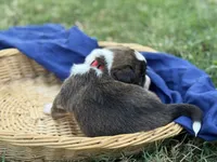 Red collar bribdle, a male Cardigan Welsh Corgi and Pembroke Welsh Corgi for sale in Nashville, AR – 2 of 3
