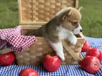 TC Boy , a male Pembroke Welsh Corgi for sale in Nashville, AR – 5 of 10
