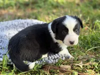 Jake, a male Cardigan Welsh Corgi for sale in Nashville, AR – Photo 1 of 2