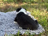 Jake, a male Cardigan Welsh Corgi for sale in Nashville, AR – Photo 2 of 2