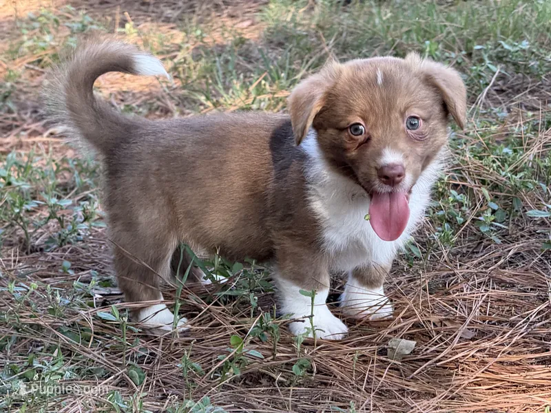 Live brindle  – Cardigan Welsh Corgi, Pembroke Welsh Corgi puppy for sale in Nashville, AR