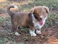 Live brindle , a male Cardigan Welsh Corgi and Pembroke Welsh Corgi for sale in Nashville, AR – 4 of 10