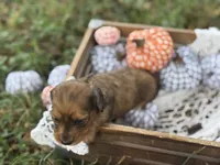 Long hair Red dapple, a female Miniature Dachshund for sale in Nashville, AR – 6 of 6