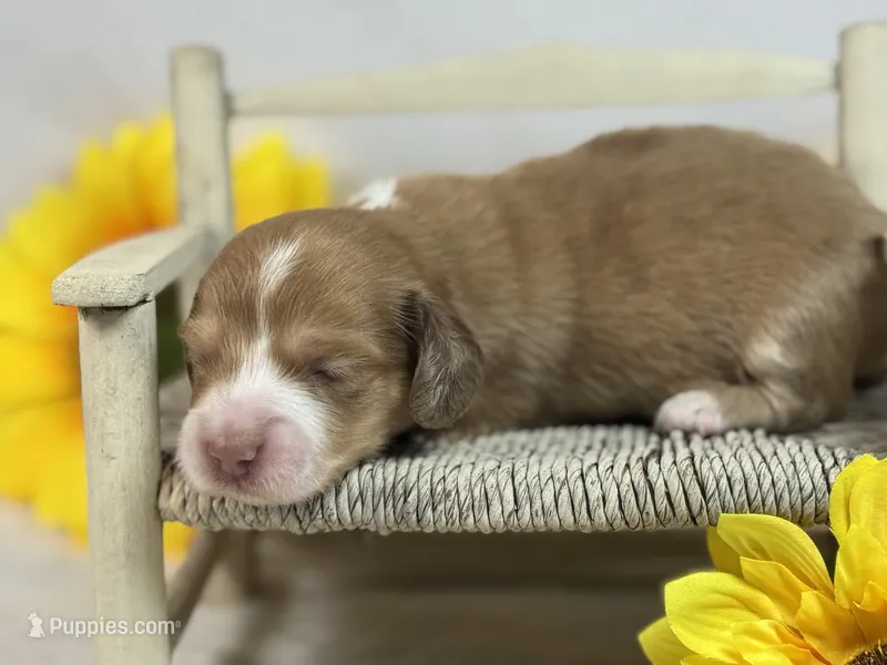 Red/cream dapple  – Miniature Dachshund puppy for sale in Nashville, AR