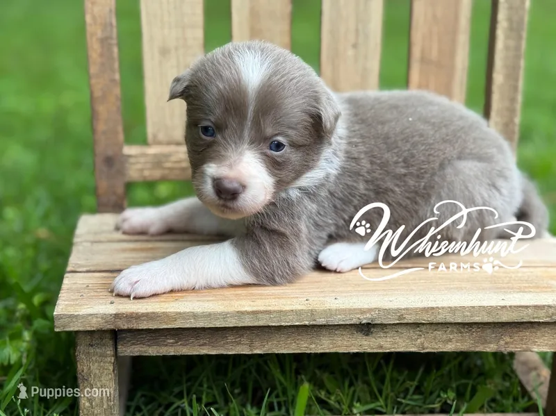 Dilute Girl – Border Collie puppy for sale in Nashville, AR