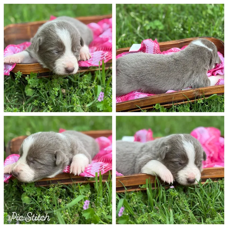 Dilute Girl – Border Collie puppy for sale in Nashville, AR