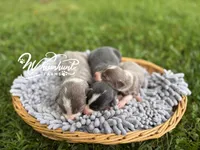 Dilute Girl, a male Border Collie for sale in Nashville, AR – Photo 2 of 3