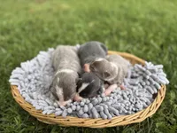 Dilute Girl, a male Border Collie for sale in Nashville, AR – Photo 3 of 3