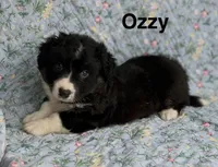 OZZY- Fluffy, a male Cardigan Welsh Corgi for sale in Nashville, AR – 4 of 9