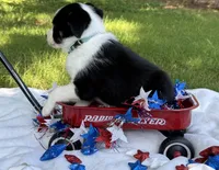 Sister, a female Border Collie for sale in Nashville, AR – 5 of 5
