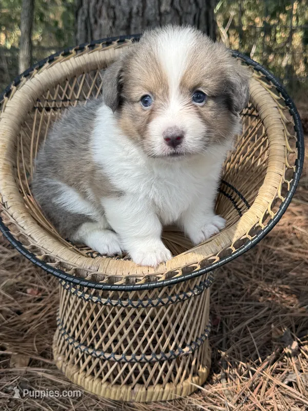 Sable bluie fluff AKC – Pembroke Welsh Corgi puppy for sale in Nashville, AR