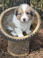 Sable bluie fluff AKC, a female Pembroke Welsh Corgi for sale in Nashville, AR – 1 of 5