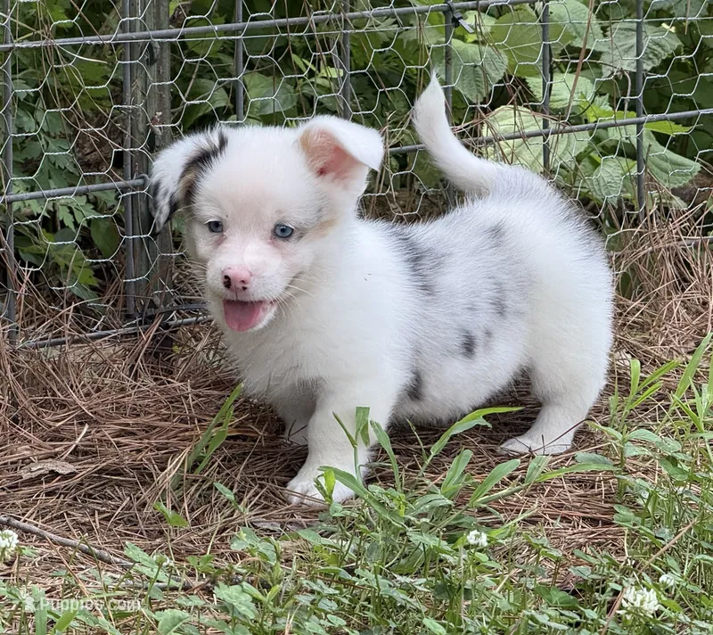  Merle. Full tail – Pembroke Welsh Corgi puppy for sale in Nashville, AR