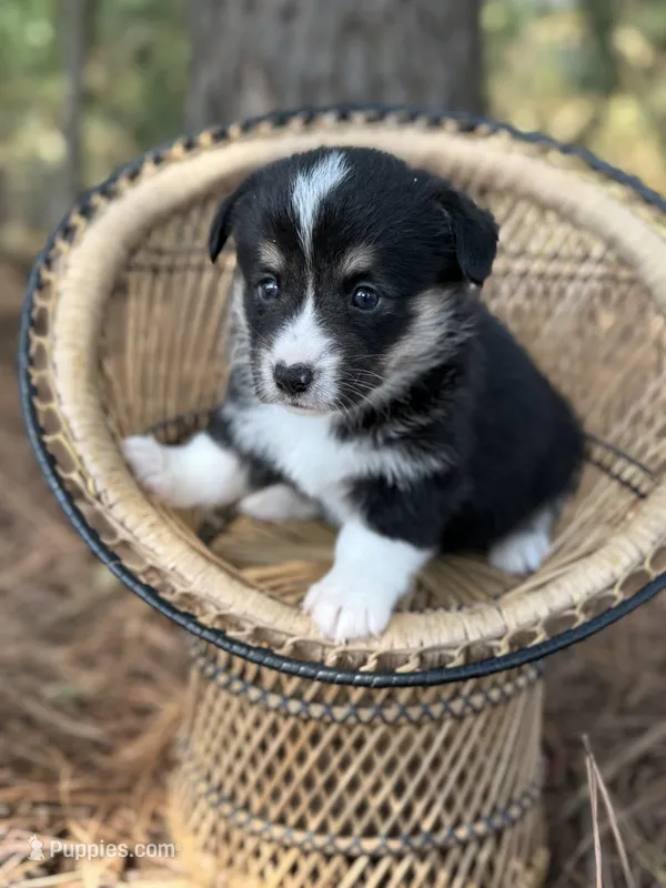 Missy – Cardigan Welsh Corgi, Pembroke Welsh Corgi puppy for sale in Nashville, AR