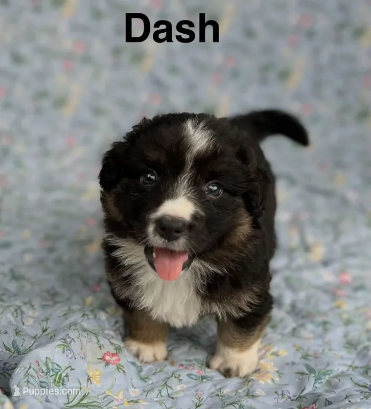 Dash- fluffy – Cardigan Welsh Corgi puppy for sale in Nashville, AR