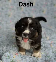 Dash- fluffy, a male Cardigan Welsh Corgi for sale in Nashville, AR – 1 of 2