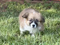 Fluff Full AKC, a female Pembroke Welsh Corgi for sale in Nashville, AR – 7 of 10