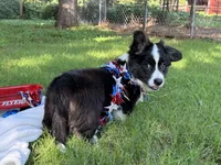 Ace- Fluffy, a male Cardigan Welsh Corgi for sale in Nashville, AR – 9 of 10
