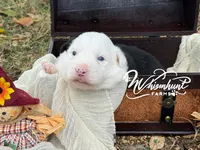 Blue eye, a female Border Collie for sale in Nashville, AR – 2 of 2
