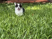 Mismark girl, a female Pembroke Welsh Corgi for sale in Nashville, AR – 6 of 6