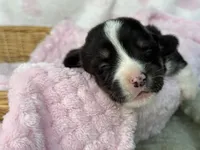 Full tail , a female Cardigan Welsh Corgi and Pembroke Welsh Corgi for sale in Nashville, AR – 3 of 4