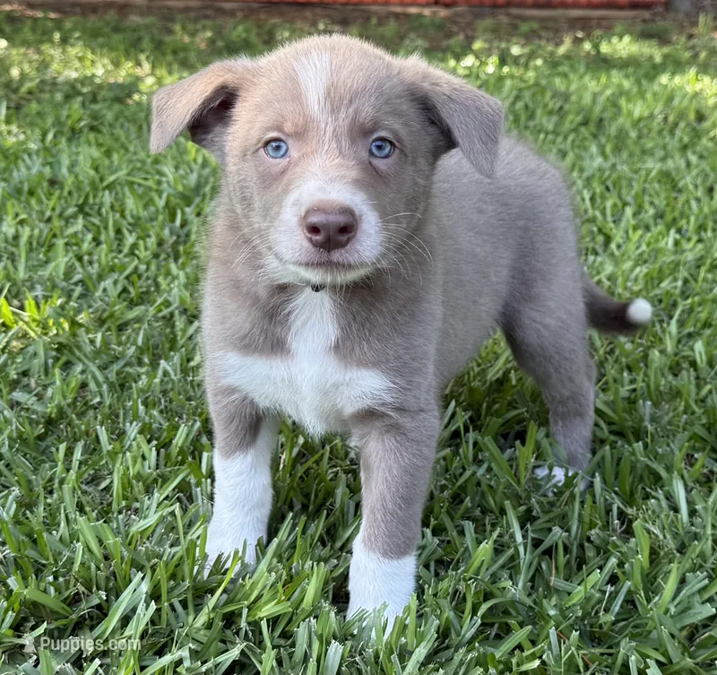Smooth lilac 2 – Border Collie puppy for sale in Nashville, AR