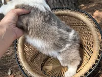 Sable bluie fluff AKC, a female Pembroke Welsh Corgi for sale in Nashville, AR – 4 of 5